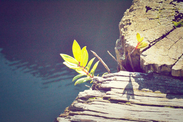 Unlock Your Potential The Power of a Growth Mindset