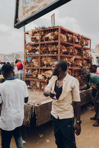Caged chickens on a truck symbolizing embracing change in today’s whirlwind with Avodah Dynamics