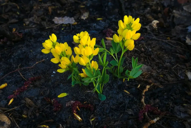 Bright yellow wildflowers cluster, cultivating resilience in nature.