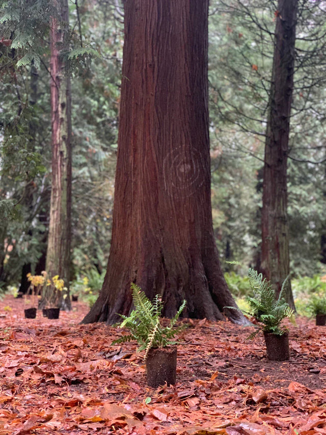 Tall reddish-brown tree trunk with spiral carving symbolizing key components of building resilience
