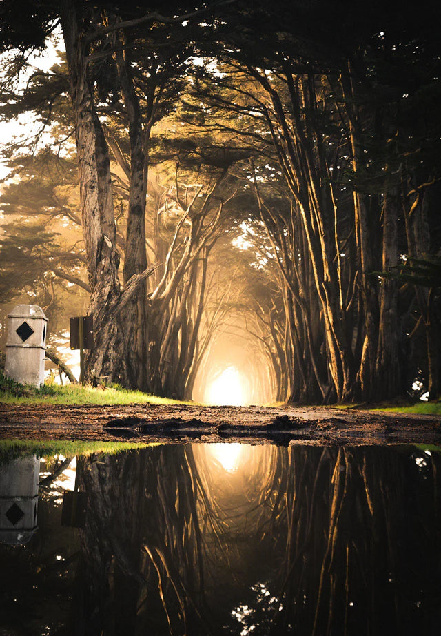 Tree-lined path with radiant light and reflective puddle illustrating mindfulness practices