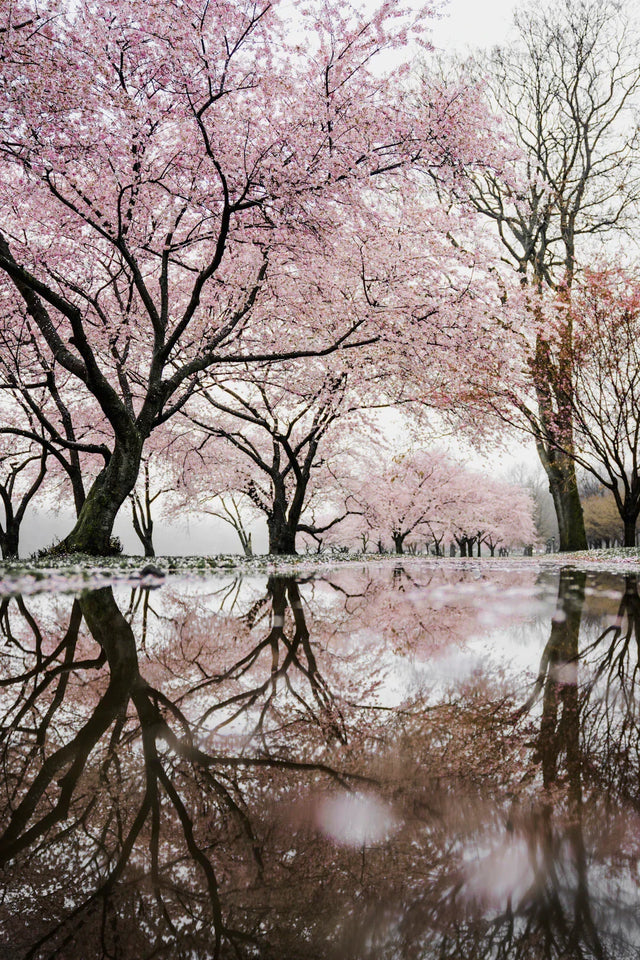 Cherry blossom trees reflected in water for year-end reflection and personal growth with Avodah Dynamics