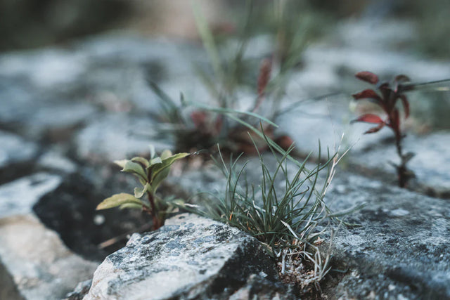 Clumps of grass and small plants growing through rocks symbolize emotional awareness and growth mindset in resilient people