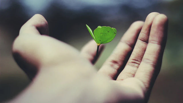 Human hand cradling vibrant green sprout symbolizing growth-oriented culture and continuous learning