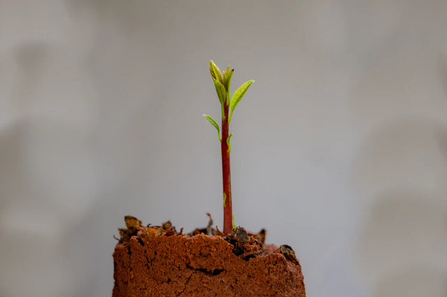 Young plant with green leaves and reddish stem growing from soil symbolizing receiving feedback