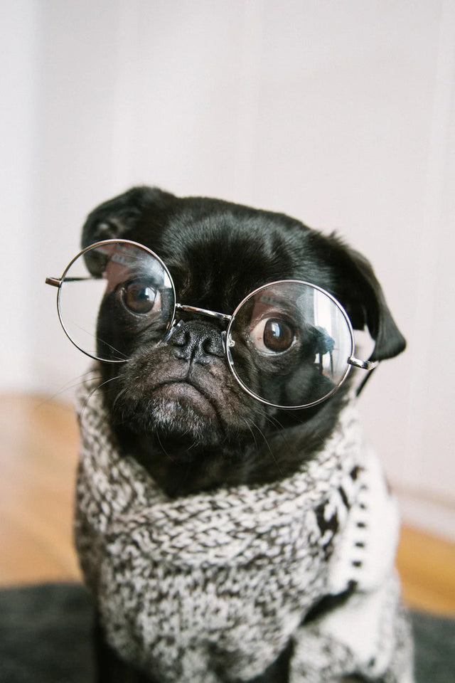Black pug wearing round glasses and a knitted sweater symbolizing data-driven strategies for vision development