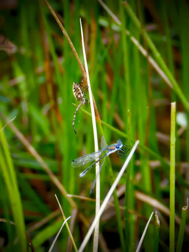 Damselfly and spider on grass blades illustrating transforming fear into a positive mindset
