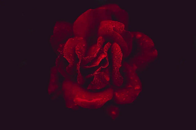 Deep red rose with water droplets symbolizing transforming passion and personal growth