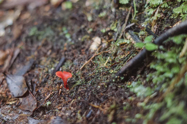 Bright red mushroom emerging from soil symbolizes unlocking enrollment growth potential
