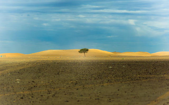 Green-leafed tree in desert landscape symbolizing growth mindset and Avodah Dynamics as a stepping stone
