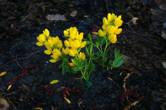 Bright yellow wildflowers cluster, cultivating resilience in nature.