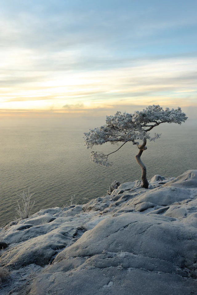 Frost-covered gnarled tree symbolizing resilience in recognizing opportunities