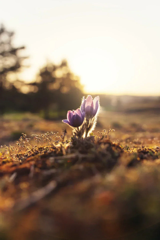 Purple pasque flowers blooming at sunset, inspiring motivation blueprint