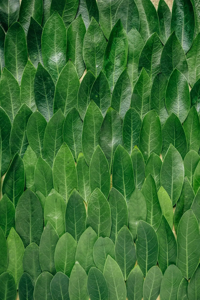 Overlapping green leaves pattern symbolizing fresh eating habits for boosting energy levels.