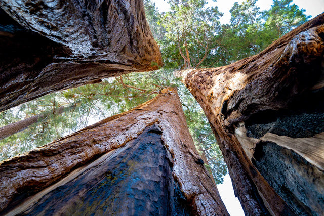 Four giant sequoia tree trunks symbolizing cultivating resilience in everyday life