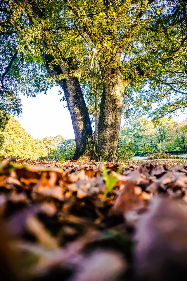 Two large lush green trees symbolize growth mindset and continuous learning in nature