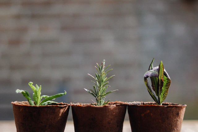 Three small potted plants representing embracing change with Avodah Dynamics community