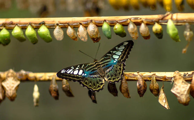 Butterfly with black, white, iridescent blue wings among cocoons illustrating embracing change
