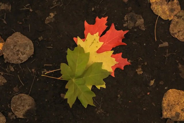 Maple leaf embracing change from green to yellow to red, symbolizing hustle culture evolution.