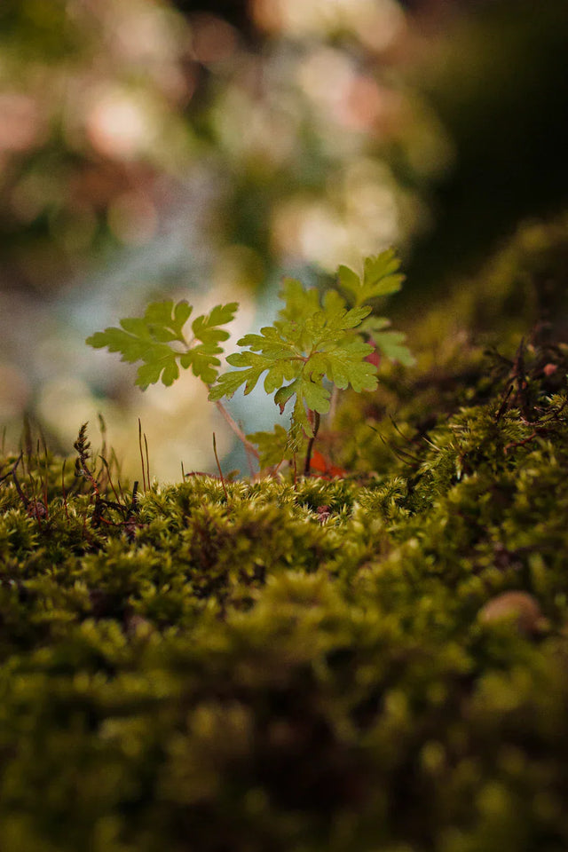 Two small green fern-like plants growing from moss symbolizing growth in the Feeling Stuck Perkins Workbook by Avodah Dynamics