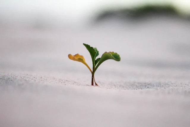 The Art of Patience Growth Takes Time and Purpose