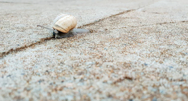 Light brown snail with striped shell illustrating utilizing ambient music for a growth mindset