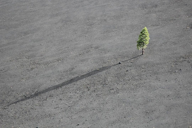Lone slender green tree symbolizing growth mindset daily for personal success