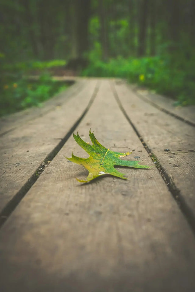 Green maple leaf on wooden planks symbolizing embracing change in hustle culture.