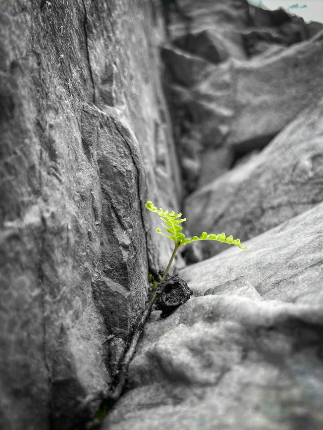 Vibrant green fern sprout emerging from rock crevice symbolizing overcoming challenges in business