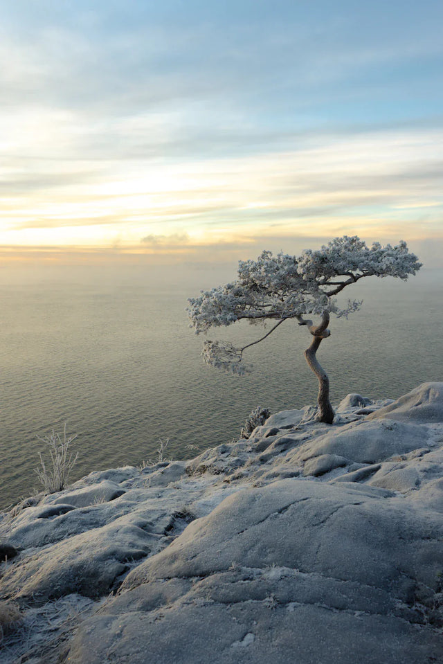Frost-covered tree with gnarled trunk symbolizing recognizing opportunities and resilience