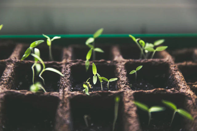 Recognizing Signs of Personal Growth in E-Commerce