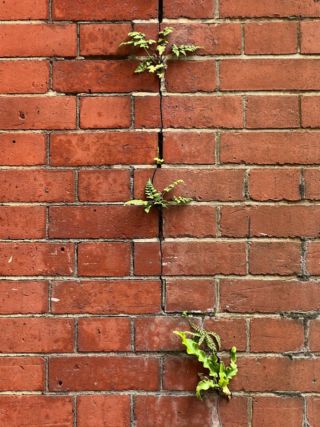 Red brick wall with a crack and green plants symbolizing growth in personal development strategies