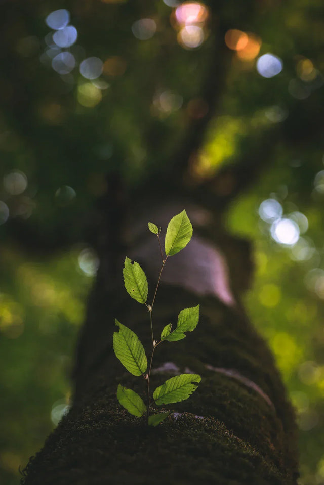 Vibrant green plant sprout symbolizing growth mindset and lifelong learning development