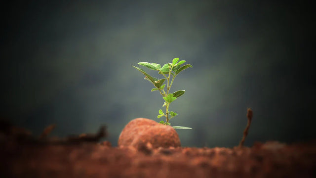 Vibrant green sapling symbolizing growth mindset and resilience in the growth journey