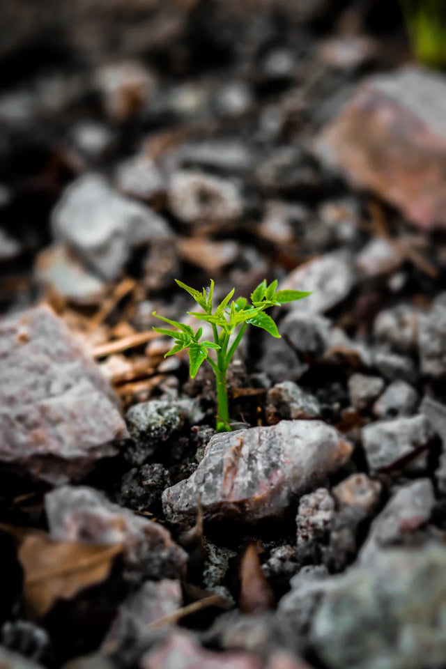 Cultivating a Growth Mindset Embrace the Challenges Ahead